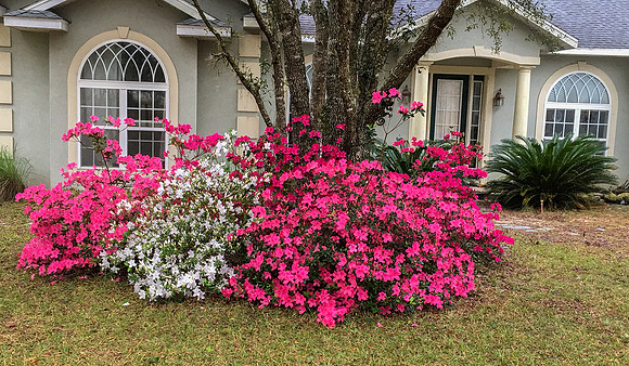 February Azaleas