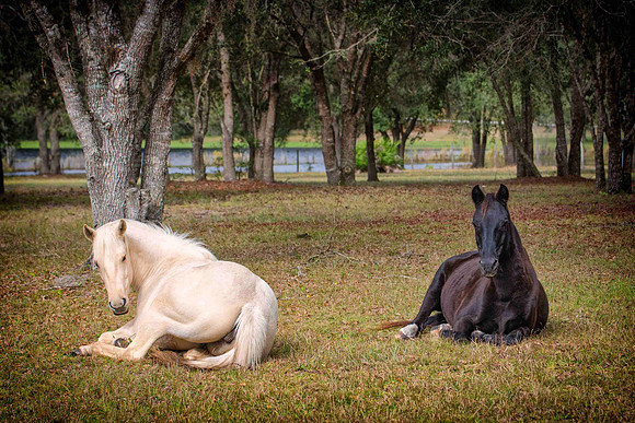 Ania and Bud morning snooze 2