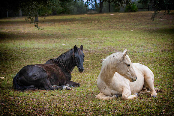 Ania and Bud morning snooze