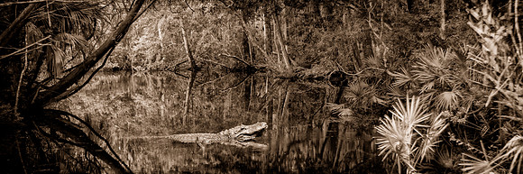 Crystal River Gator 30x10
