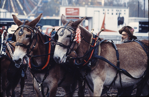 DonkeymanTopsfield