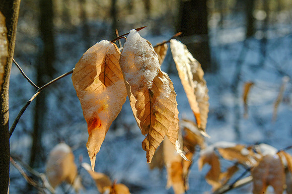 First Snow